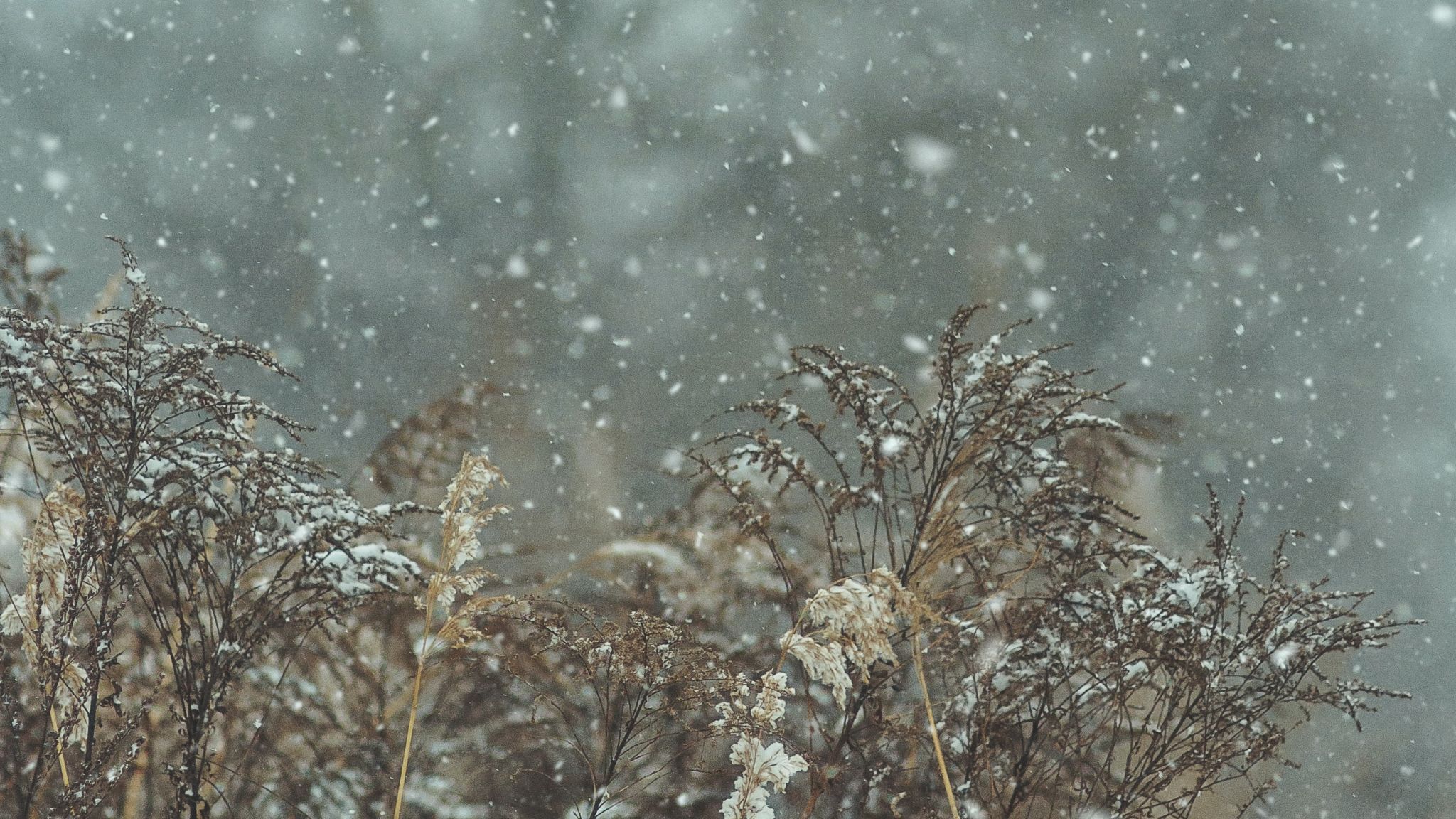 Bergrose Hideaway_Winter