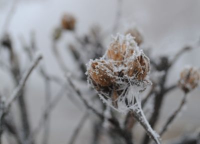 Natur im Winter_Bergrose Hideaway_Salzkammergut