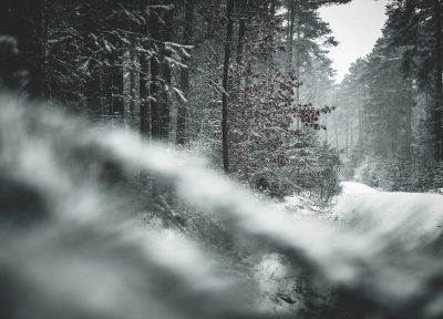 Wald im Winter_Bergrose Hideaway_Slow Travel Hotels